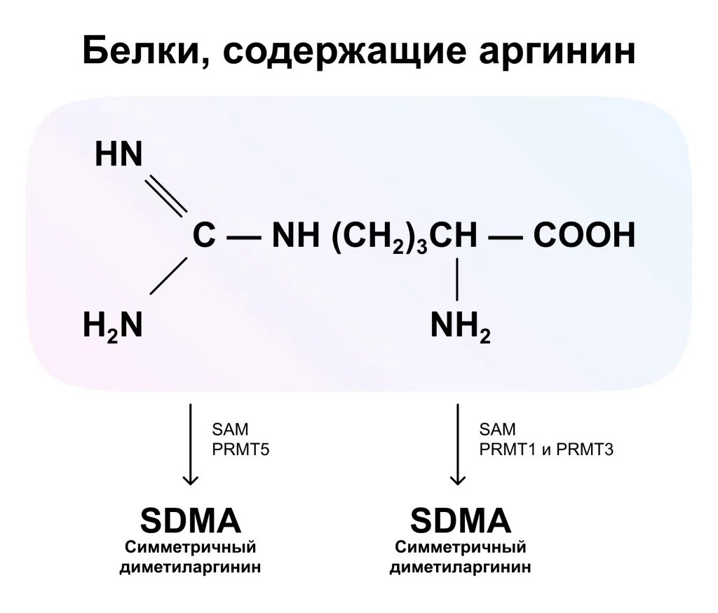 АДМА2.jpg