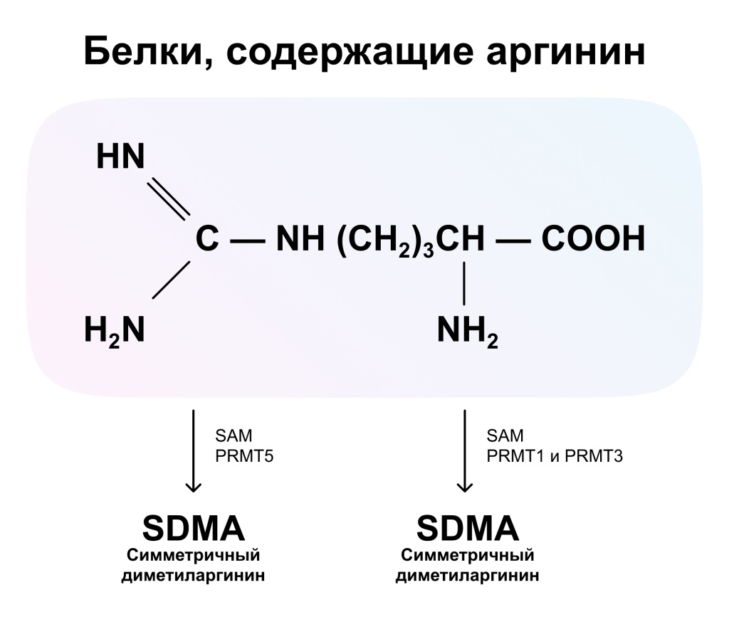 АДМА2.jpg АДМА2.jpg